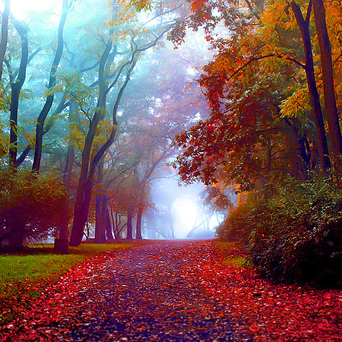 autumn, colors and colour