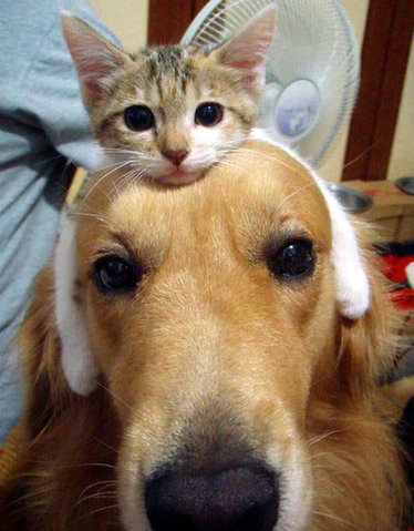 animal, cat and cat dog photo
