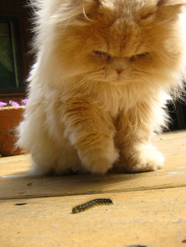 animals, cat and caterpillar
