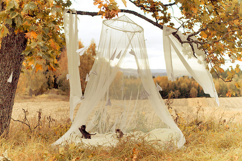 bed, bliss, cat, cute, field, girl