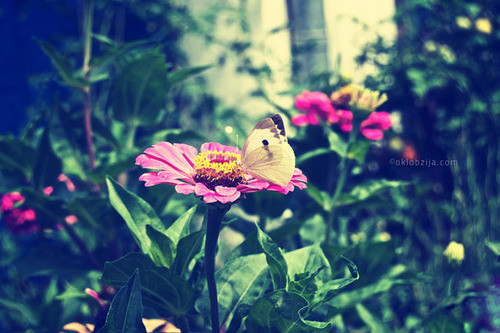 butterfly, flower and nature