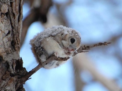 Cute pictures of winter animals