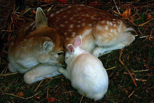 animals, bunny and cute