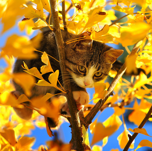 autumn, cat and cat on tree
