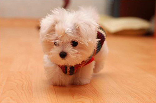 adorble, cute and dog