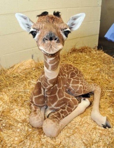 animal, baby and baby giraffe