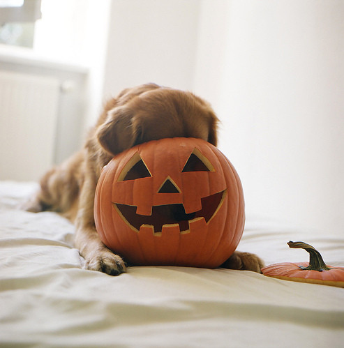 animal, dog and halloween