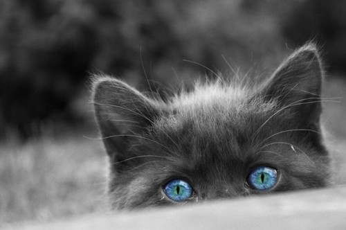blue, cat and cats