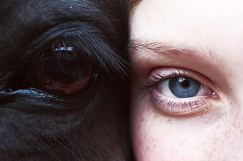:oo, animal and animal eyes