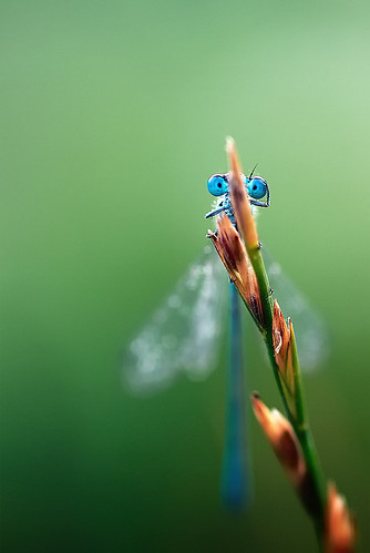 bug, dragonfly and green