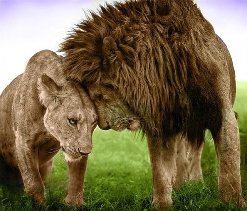 illustration, lion and love