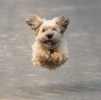 cute, dog and flying dog