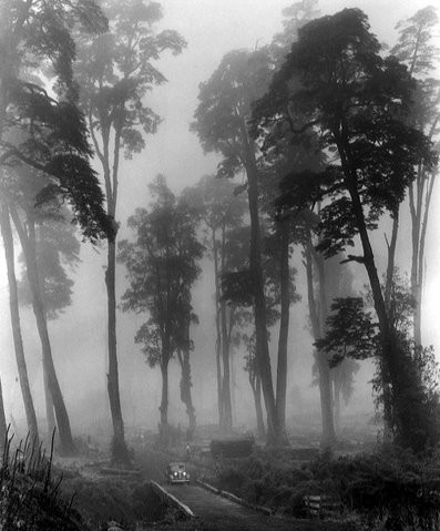 black and white, fog and forest