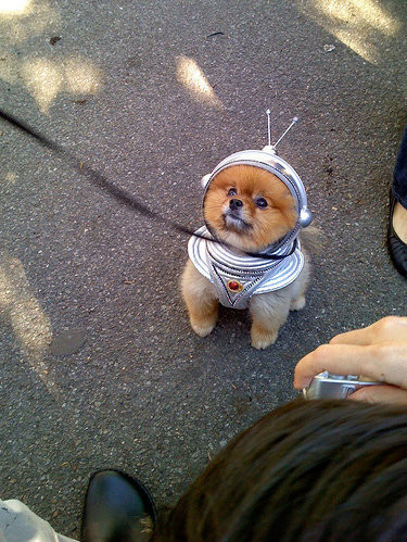 costume, cute and dog