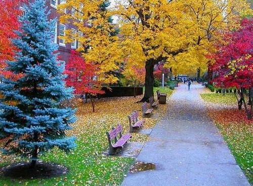 color, nature and park