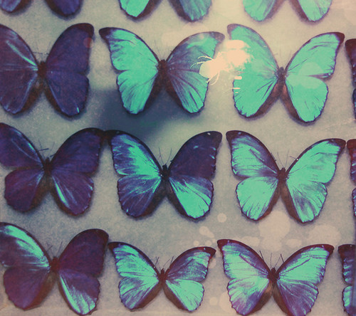 blue, blue butterfly and butterflies