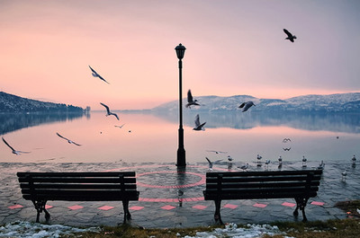 bench,  birds and  snow