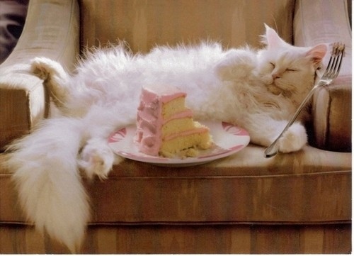animals, cake and cat