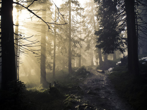 Ambient Atmosphere Color Fog Forest Landscape Image