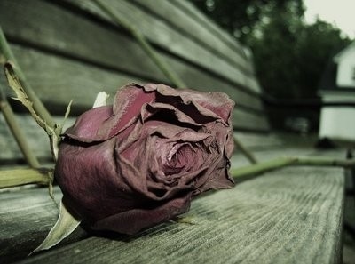 beautiful,  dried rose and  flower