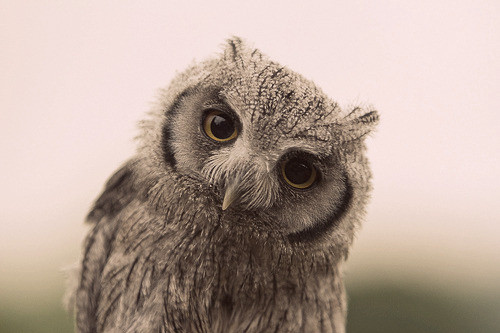Cute Pics Of Owls. birds owl, cute, cute owl,