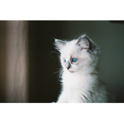 blue eyes, cat and cute