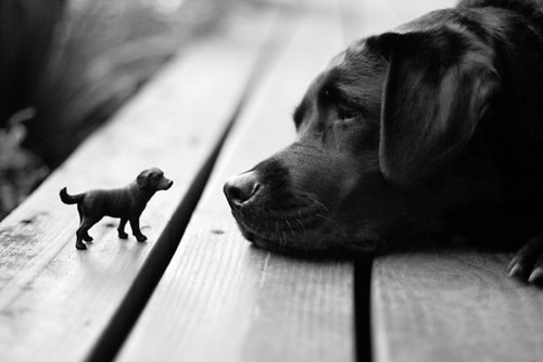 animal, cute and dog