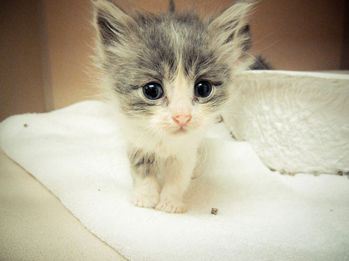 adorable, cute and kitten