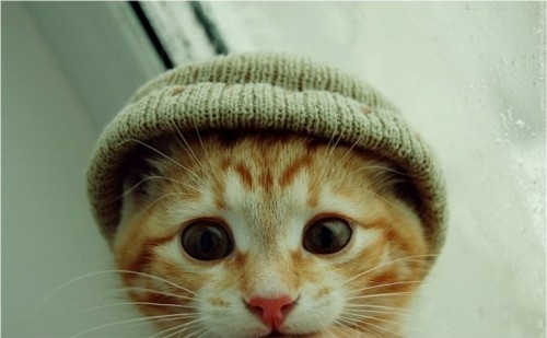 cat,  cute and  its chilly