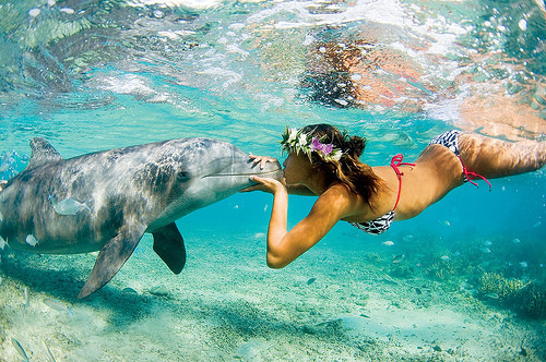 agua, animals, caribe, delfin, girl, lovely