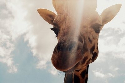 cute,  giraffe and  photography