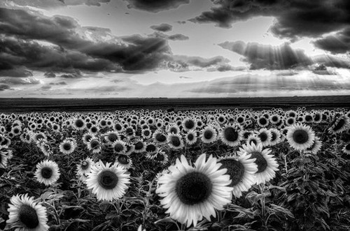 beautiful, black and white, flower, gorgeous, landscape, nature, photo ...