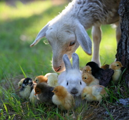 bunny, chicks and cute