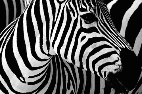 animals, black and color