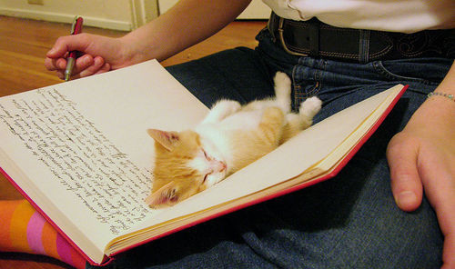 adorable,  book and  cat