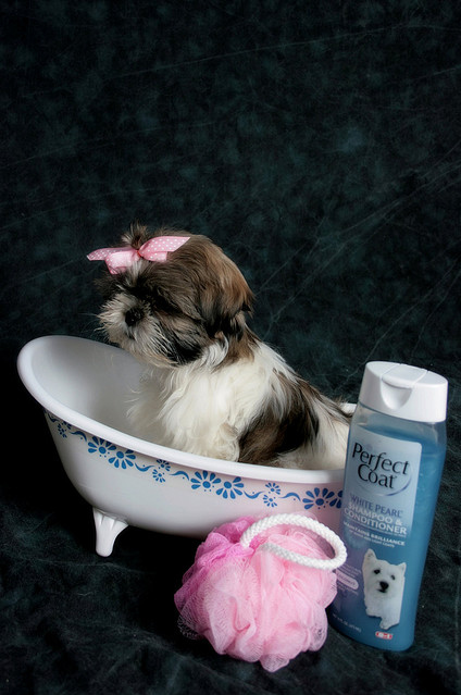 bath, cute and djur