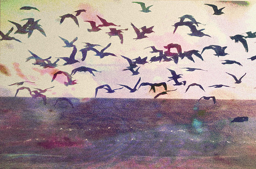 birds, flock and ocean