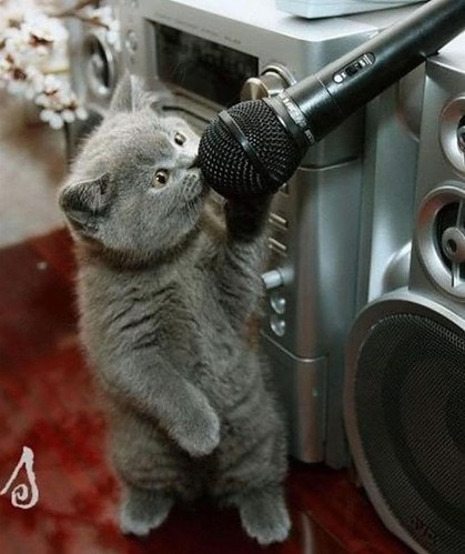 adorable, cat and cats