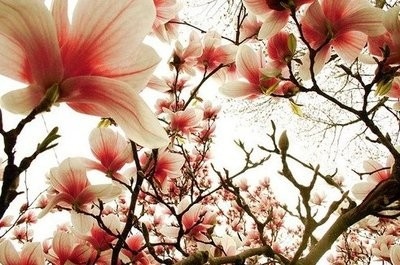 beautiful,  beautifull blossoms and  blossom