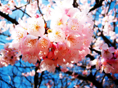blossom, cherry blossoms and flower