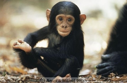 animals, chimp and cute
