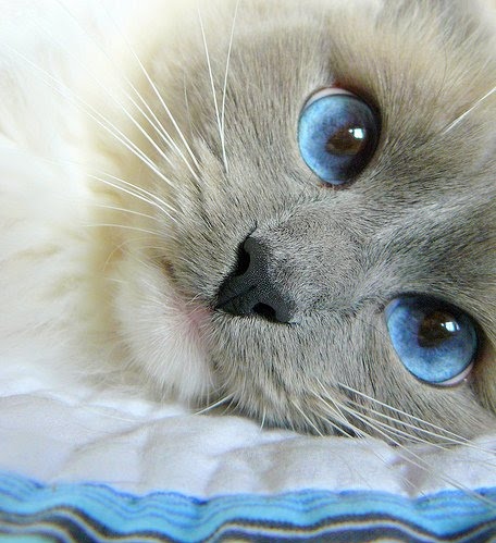 blue, blue eyes and cat