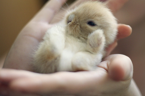 animal, bunny and cute