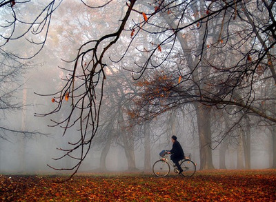 autumn,  bicycle and  fall