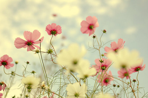 beautiful, beauty, bloom, blossoms, clouds, cosmos2