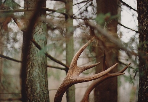 animal, antlers and deer
