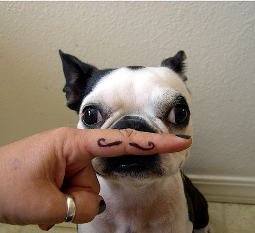 cute, dog and mustache