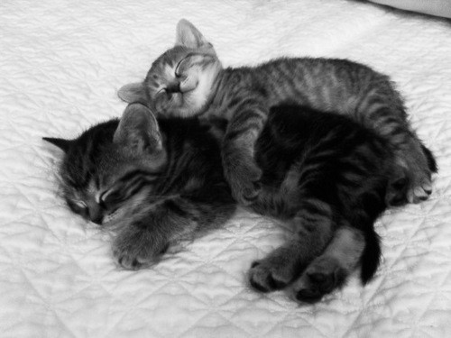 black and white, cuddle and cute