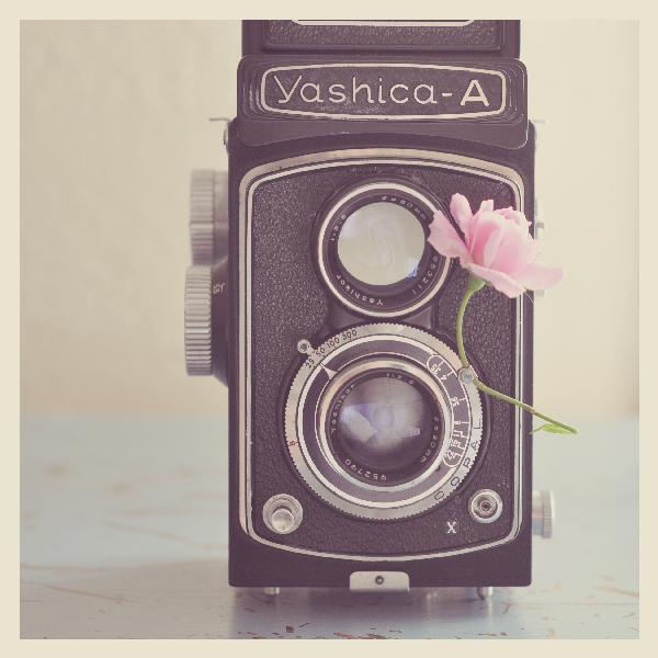 camera, classic, nostalgic, old camera, photography, pink flower