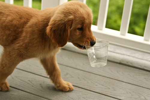 animal, cup and cute